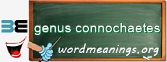 WordMeaning blackboard for genus connochaetes